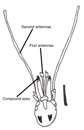 figure image